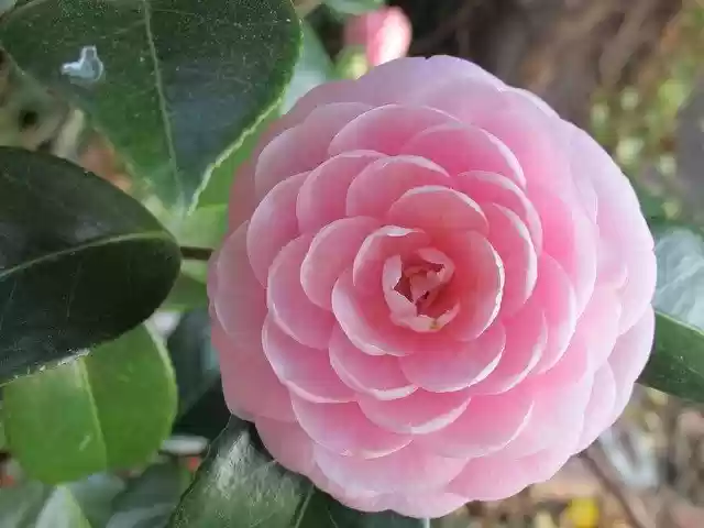 Безкоштовно завантажити Symmetrical Flower Pink - безкоштовне фото або зображення для редагування за допомогою онлайн-редактора зображень GIMP