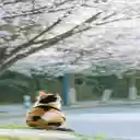 Tabby cat sitting on the sidewalk Wallpaper  screen for extension Chrome web store in OffiDocs Chromium