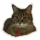 Tabby Hoarder  screen for extension Chrome web store in OffiDocs Chromium