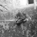 Tabby Kitten Lying on Concrete Stairs  screen for extension Chrome web store in OffiDocs Chromium