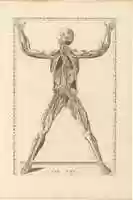 Free download Tabulae Anatomicae free photo or picture to be edited with GIMP online image editor