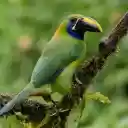 TACANET BIRD THEME  screen for extension Chrome web store in OffiDocs Chromium