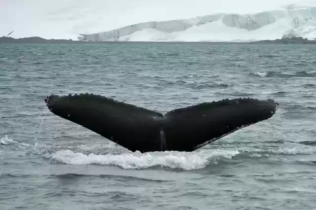 Free download Tail Whale Antarctica free photo template to be edited with GIMP online image editor