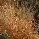 Tall dry grass  screen for extension Chrome web store in OffiDocs Chromium