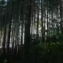 Tall Trees in a Forest  screen for extension Chrome web store in OffiDocs Chromium