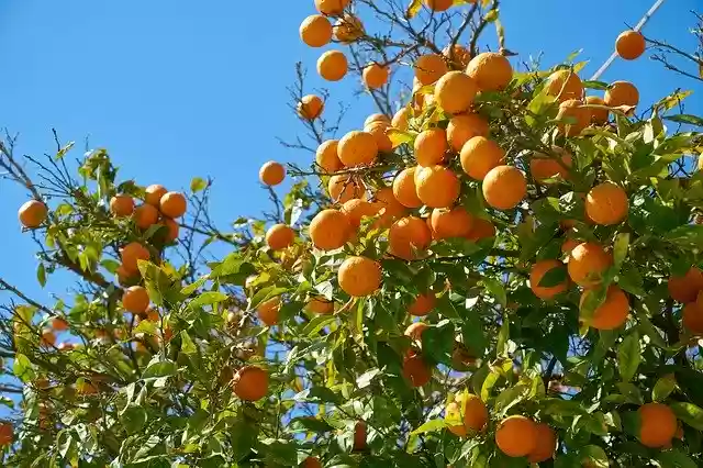 Free download Tangerine Fruit Delicious -  free photo or picture to be edited with GIMP online image editor