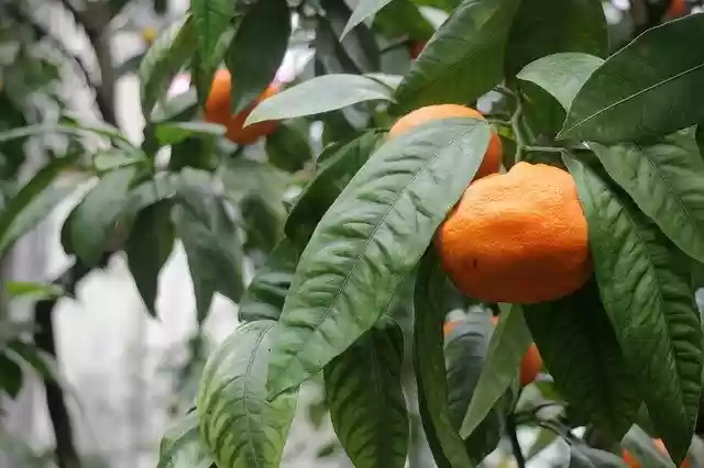 Free download Tangerine Orange Mandarins -  free photo or picture to be edited with GIMP online image editor