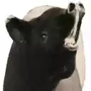 Tapir Facts  screen for extension Chrome web store in OffiDocs Chromium