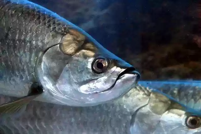 Free download Tarpon Megalops Fish -  free photo or picture to be edited with GIMP online image editor