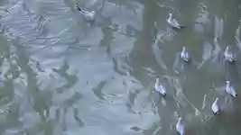 Free download Tbilisi Georgia Life -  free video to be edited with OpenShot online video editor