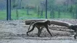 Free download Tbilisi Georgia Zoo -  free video to be edited with OpenShot online video editor