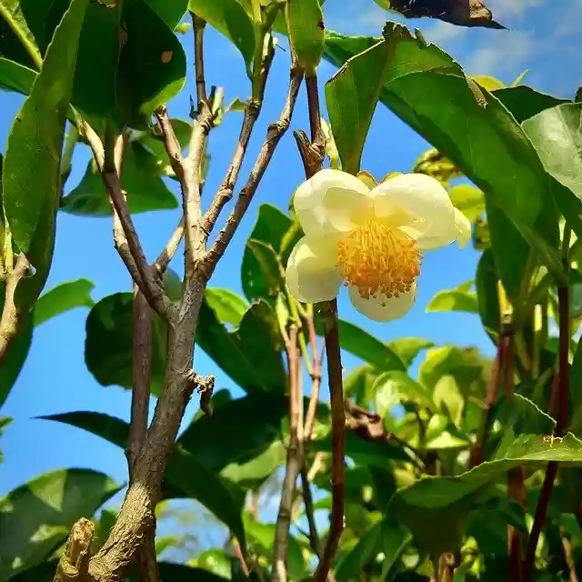 Free download Tea Flower -  free photo or picture to be edited with GIMP online image editor