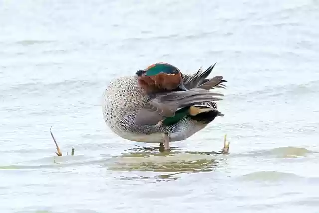 Free download teal duck bird river male free picture to be edited with GIMP free online image editor