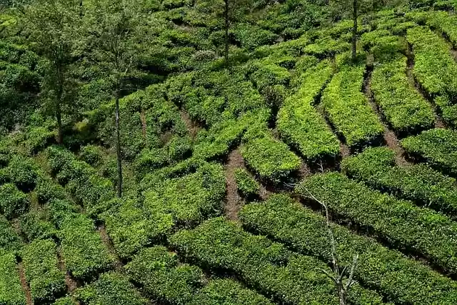 Free download tea plantation pattern nature free picture to be edited with GIMP free online image editor