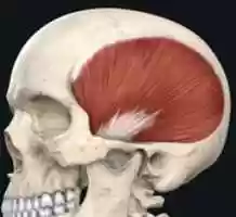 Free download Temporalis Muscle free photo or picture to be edited with GIMP online image editor