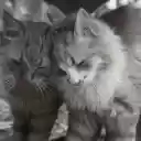 Tender Moment Between Two Fluffy Cats  screen for extension Chrome web store in OffiDocs Chromium