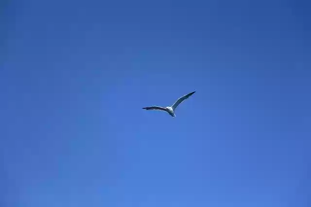 Free download Tenerife Seagull Bird Canary -  free photo or picture to be edited with GIMP online image editor