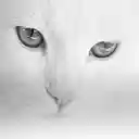 Teo the Cat  screen for extension Chrome web store in OffiDocs Chromium