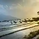 Terraced fields soaked in water  screen for extension Chrome web store in OffiDocs Chromium