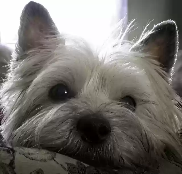 Free download Terrier Dog Pet -  free photo or picture to be edited with GIMP online image editor