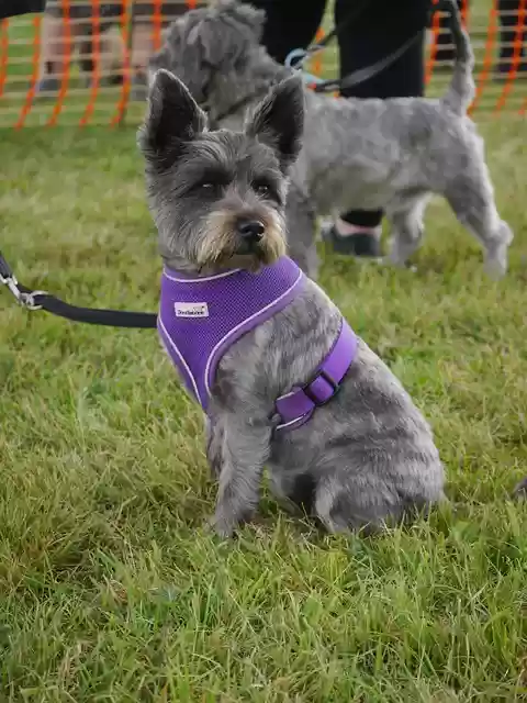 Free download terrier mix crossbreed terrier free picture to be edited with GIMP free online image editor