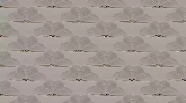Free download Texture Butterfly Moth -  free illustration to be edited with GIMP free online image editor