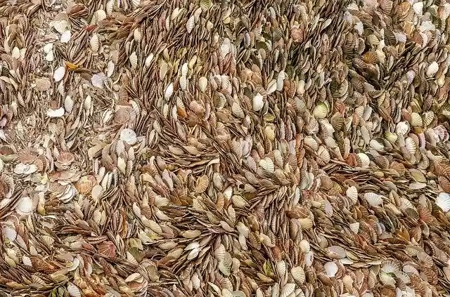 Free download Texture Shell St Jacques Pecten -  free photo or picture to be edited with GIMP online image editor