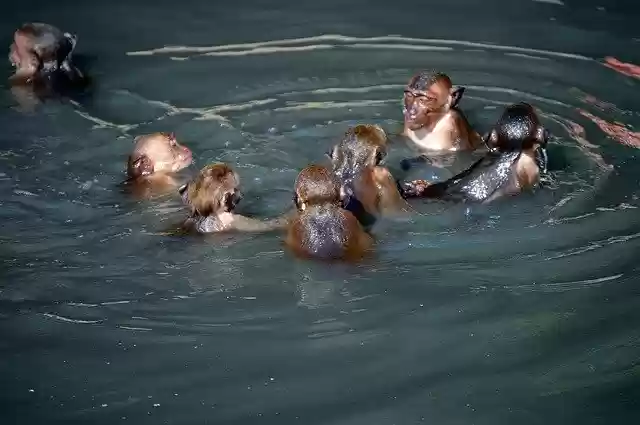 Free download Thailand Ape Nature -  free photo or picture to be edited with GIMP online image editor