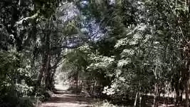 Free download Thailand Bangkok Thai -  free video to be edited with OpenShot online video editor