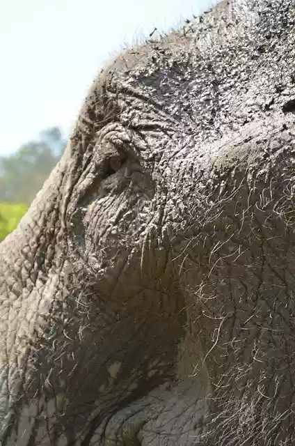 Free download Thailand National Park Elephant -  free free photo or picture to be edited with GIMP online image editor