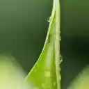 The Ant and the Leaf  screen for extension Chrome web store in OffiDocs Chromium