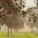 The apple orchard is full of dew  screen for extension Chrome web store in OffiDocs Chromium