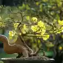 The apricot tree welcomes spring  screen for extension Chrome web store in OffiDocs Chromium
