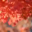 The autumn leaves  screen for extension Chrome web store in OffiDocs Chromium