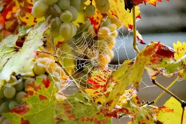 Free download the autumn vine woven in the vine free picture to be edited with GIMP free online image editor