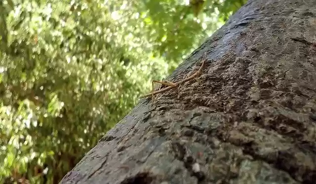 Free download The BeastS Cock Insect Nat -  free photo or picture to be edited with GIMP online image editor