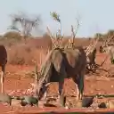 The Big Antelopes  screen for extension Chrome web store in OffiDocs Chromium