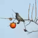 The bird eats a persimmon  screen for extension Chrome web store in OffiDocs Chromium