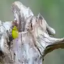 The bird in the nest  screen for extension Chrome web store in OffiDocs Chromium