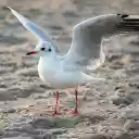 The bird spreads its wings on the beach  screen for extension Chrome web store in OffiDocs Chromium