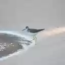 The bird walks on the sand  screen for extension Chrome web store in OffiDocs Chromium