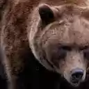 The brown bear grizzly  screen for extension Chrome web store in OffiDocs Chromium