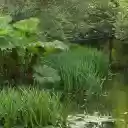 The canal is luxuriant  screen for extension Chrome web store in OffiDocs Chromium