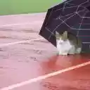 The cat and the umbrella  screen for extension Chrome web store in OffiDocs Chromium