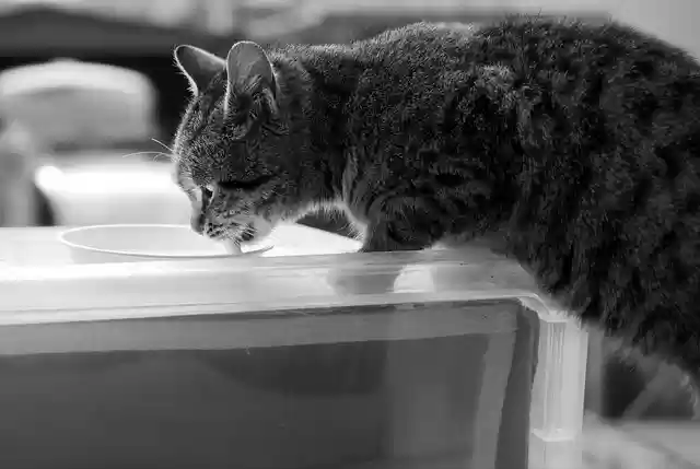 Bezpłatne pobieranie kota zwierzęcego kota domowego darmowego zdjęcia do edycji za pomocą bezpłatnego internetowego edytora obrazów GIMP