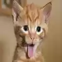 TheCatExtension  screen for extension Chrome web store in OffiDocs Chromium