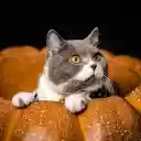 The cat lies in the pumpkin  screen for extension Chrome web store in OffiDocs Chromium