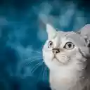 The cat pet  screen for extension Chrome web store in OffiDocs Chromium