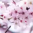 The cherry blossoms are in full bloom  screen for extension Chrome web store in OffiDocs Chromium