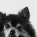The chihuahua dog  screen for extension Chrome web store in OffiDocs Chromium